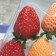 【免運】日本奈良古都華/淡雪/白珍珠草莓 (三色/雙色隨機出貨)